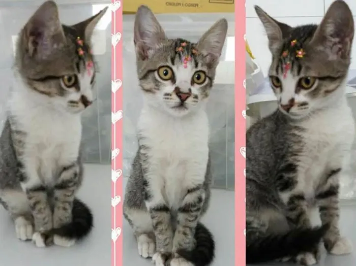 Gato ra a Sem raça definida idade  nome Jasmine