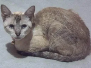 Gato raça Sialata idade 7 a 11 meses nome Lupicínio