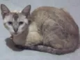 Lupicínio