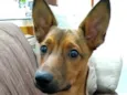 Bolt