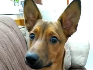 Cachorro raça Vira-lata idade 1 ano nome Bolt