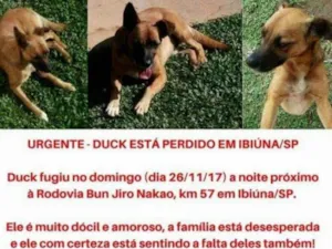Cachorro raça Sem raça definida idade 4 anos nome Duck