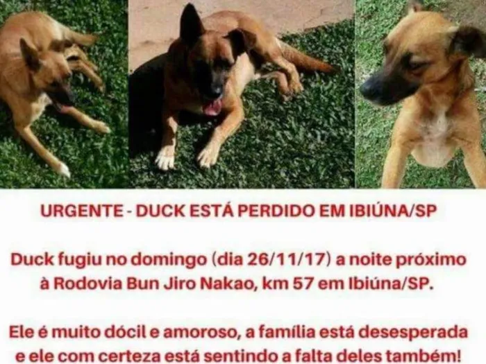 Cachorro ra a Sem raça definida idade 4 anos nome Duck