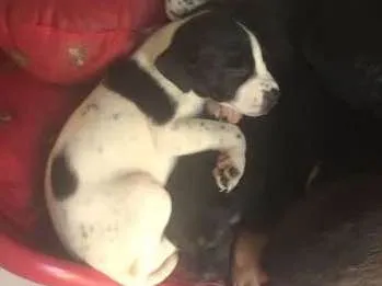 Cachorro ra a SRD idade Abaixo de 2 meses nome Bolotinha