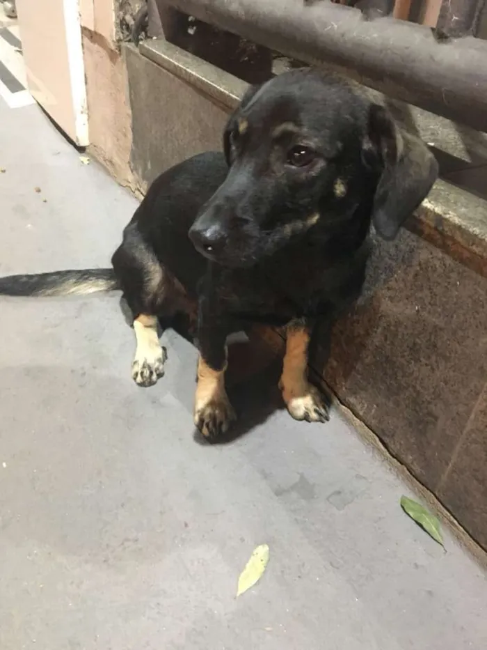 Cachorro raça Srd idade 1 ano nome Pretinho