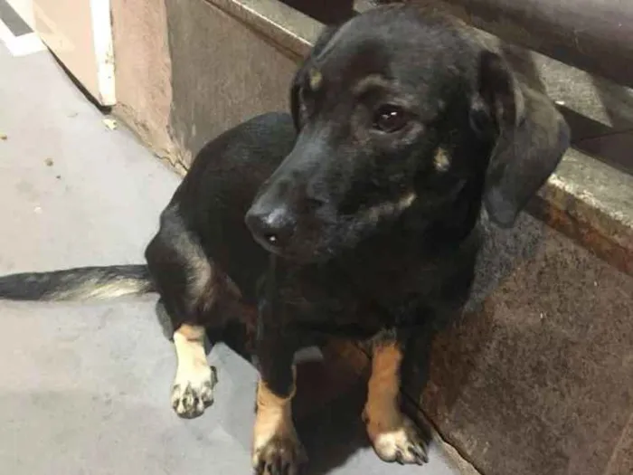 Cachorro raça Srd idade 1 ano nome Pretinho
