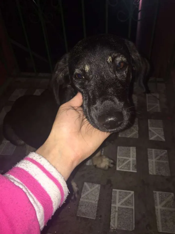 Cachorro raça Srd idade 1 ano nome Pretinho