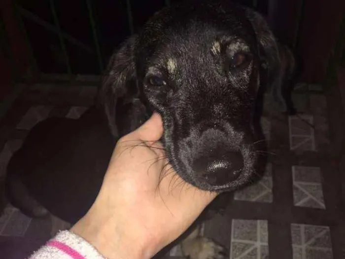 Cachorro raça Srd idade 1 ano nome Pretinho