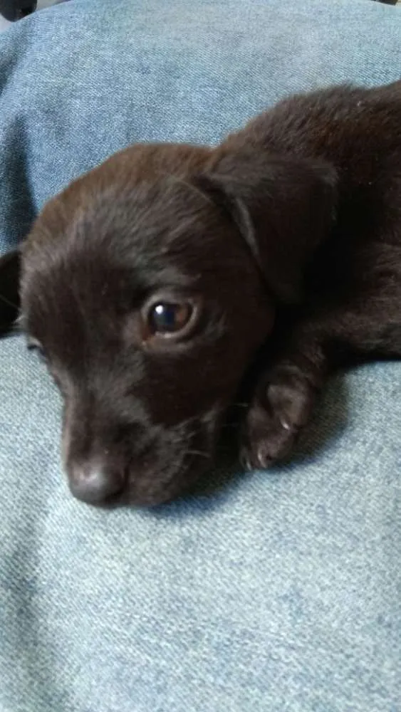 Cachorro ra a SRD idade Abaixo de 2 meses nome Filhote 