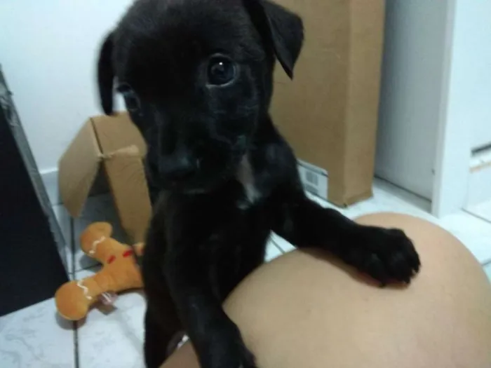 Cachorro ra a SRD idade Abaixo de 2 meses nome Filhote 