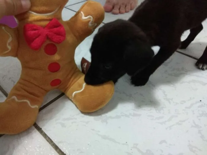 Cachorro ra a SRD idade Abaixo de 2 meses nome Filhote 