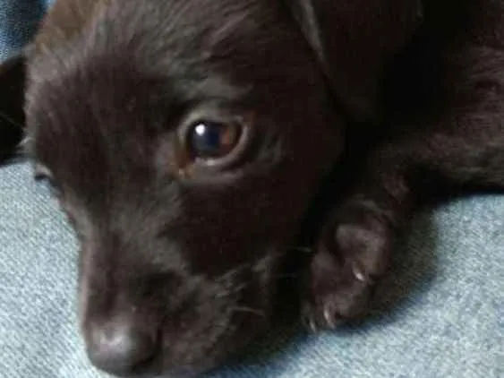 Cachorro ra a SRD idade Abaixo de 2 meses nome Filhote 
