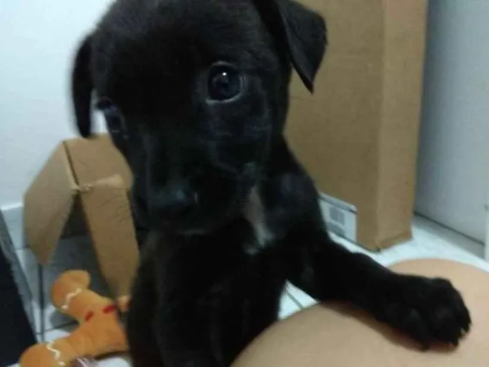 Cachorro ra a SRD idade Abaixo de 2 meses nome Filhote 