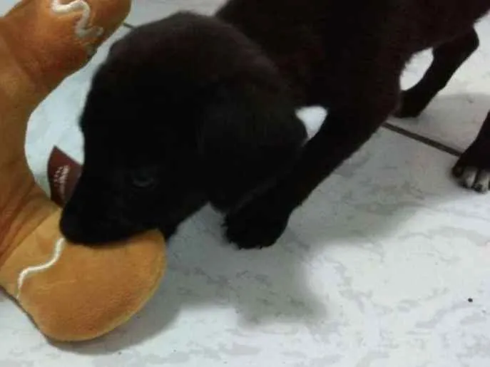 Cachorro ra a SRD idade Abaixo de 2 meses nome Filhote 