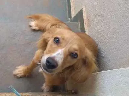 Cachorro ra a Cocker misto idade 1 ano nome Meg