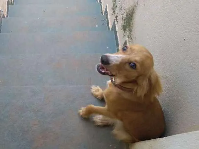 Cachorro ra a Cocker misto idade 1 ano nome Meg