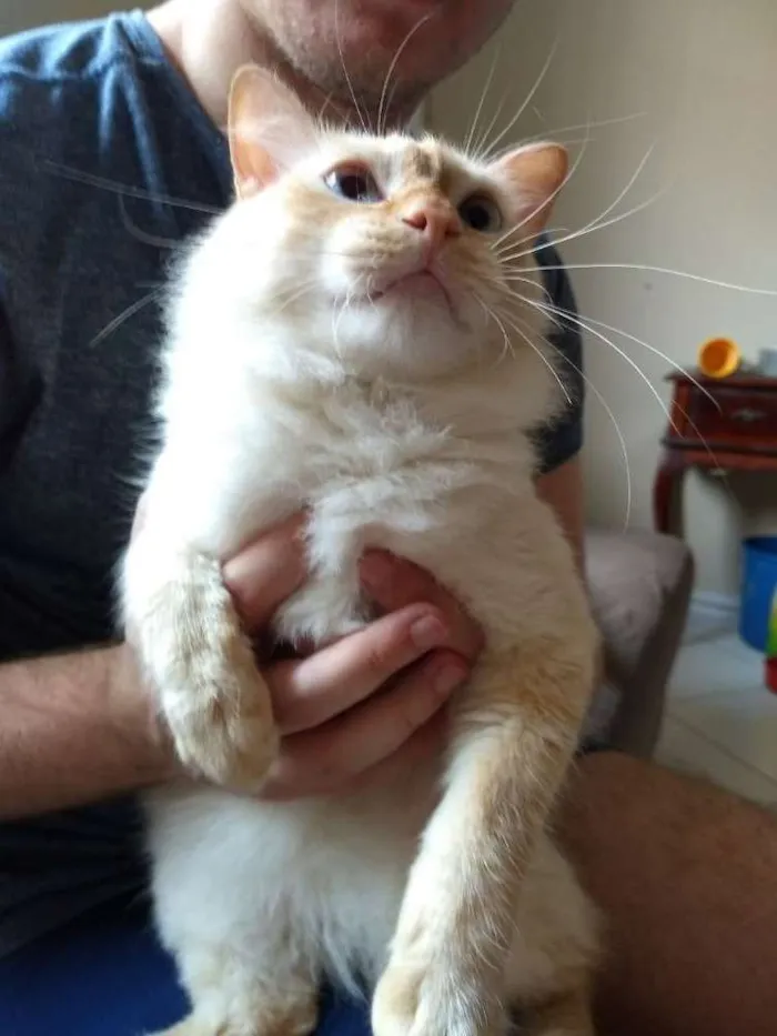 Gato ra a Srd idade 1 ano nome Gatos