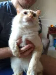Gatos