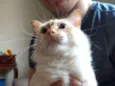 Gatos