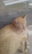 loro