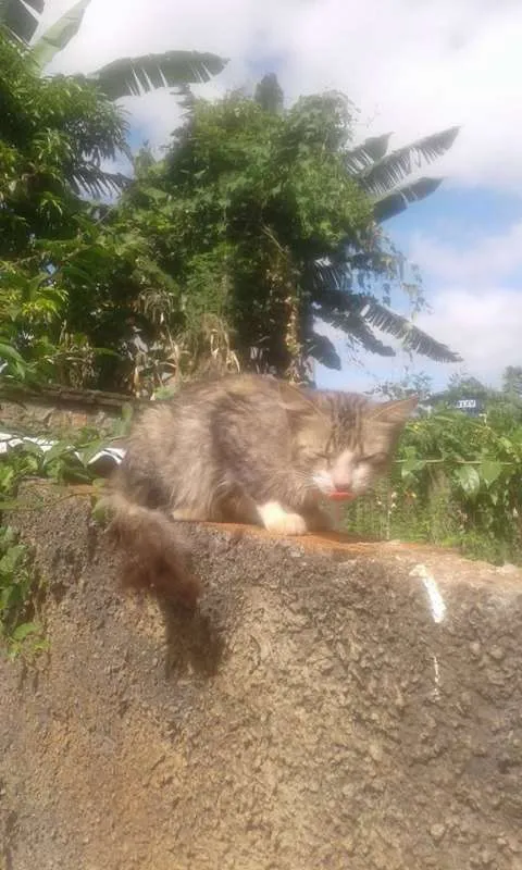 Gato raça INDEFINIDA idade 2 a 6 meses nome SEM NOME