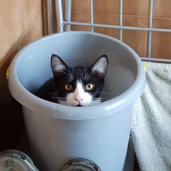 Gato ra a Frajola idade 7 a 11 meses nome Tristan