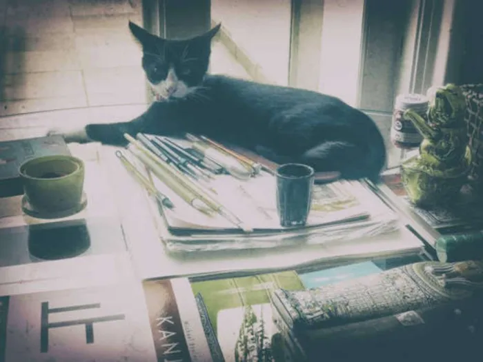 Gato ra a Frajola idade 7 a 11 meses nome Tristan