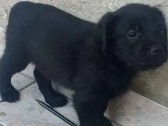 Cachorro raça Desconhecida idade Abaixo de 2 meses nome Sem nome