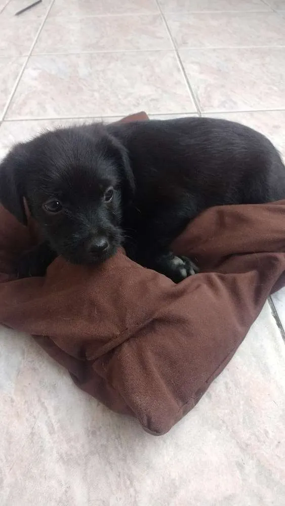 Cachorro raça Desconhecida idade Abaixo de 2 meses nome Sem nome