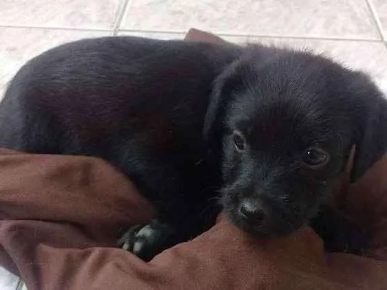 Cachorro raça Desconhecida idade Abaixo de 2 meses nome Sem nome