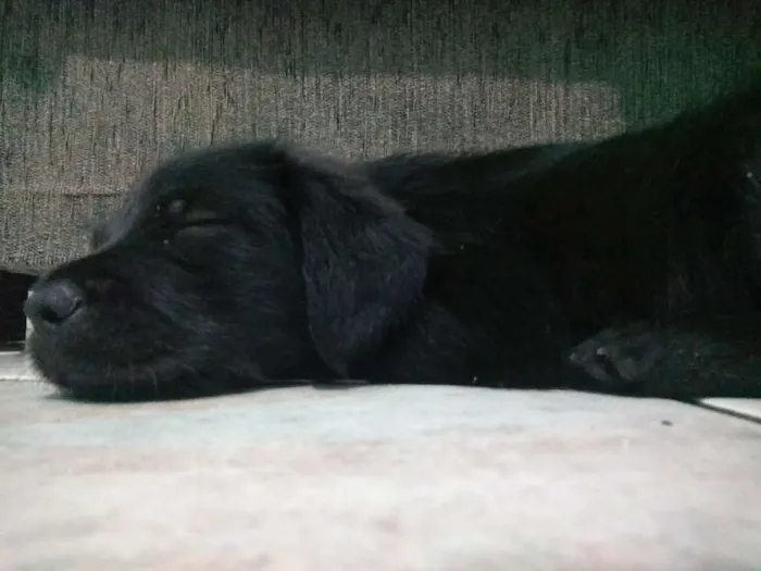 Cachorro raça Desconhecida idade Abaixo de 2 meses nome Sem nome