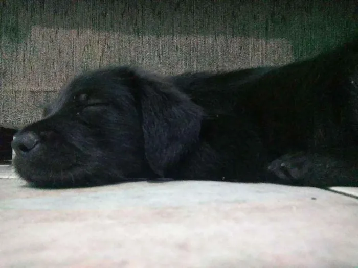 Cachorro raça Desconhecida idade Abaixo de 2 meses nome Sem nome