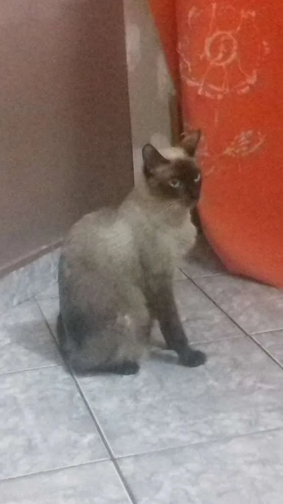 Gato ra a Siamês  idade 7 a 11 meses nome Marry