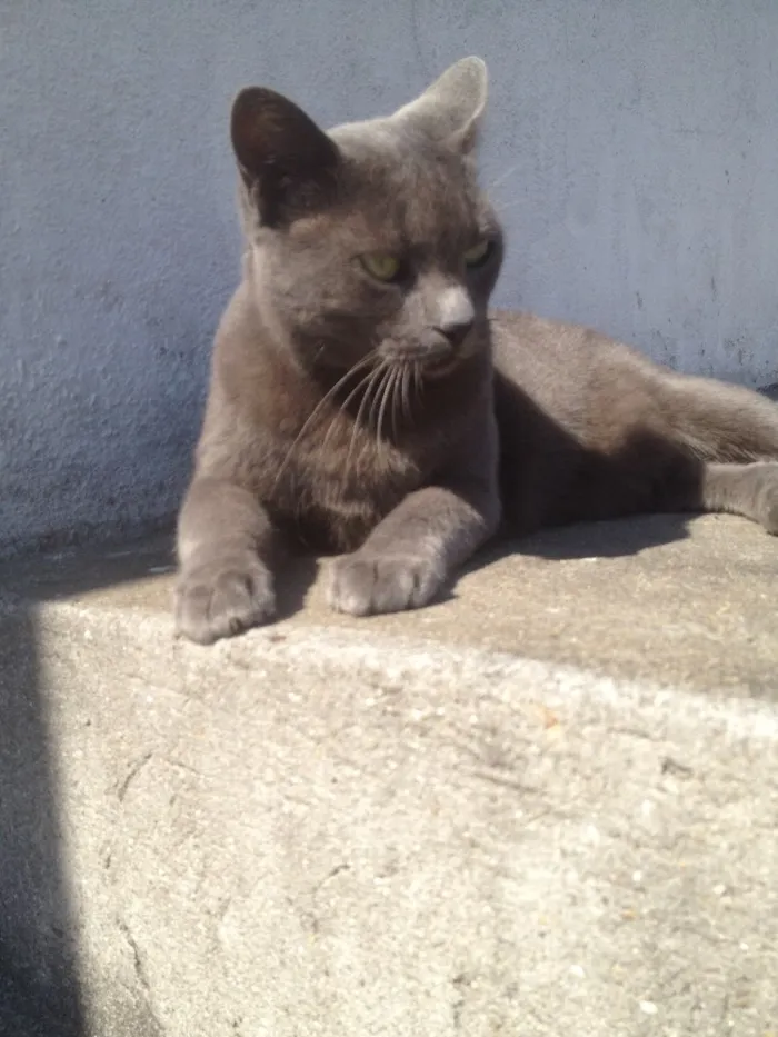 Gato ra a SRD  idade  nome Charlene