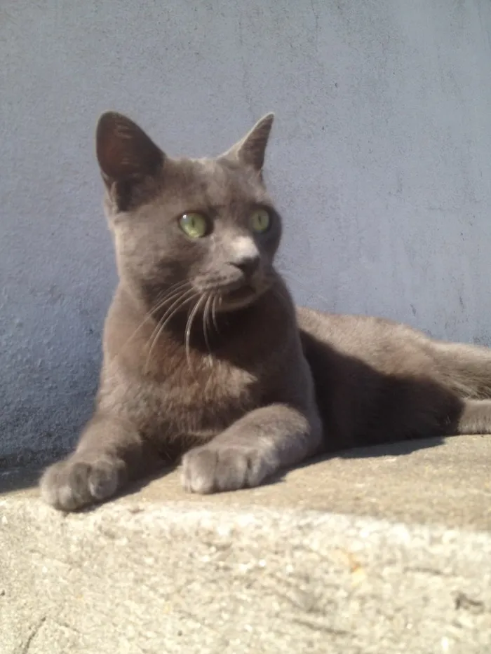 Gato ra a SRD  idade  nome Charlene