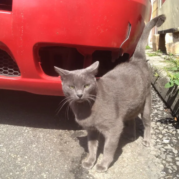 Gato ra a SRD  idade  nome Charlene