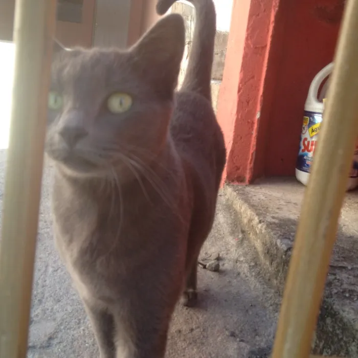 Gato ra a SRD  idade  nome Charlene