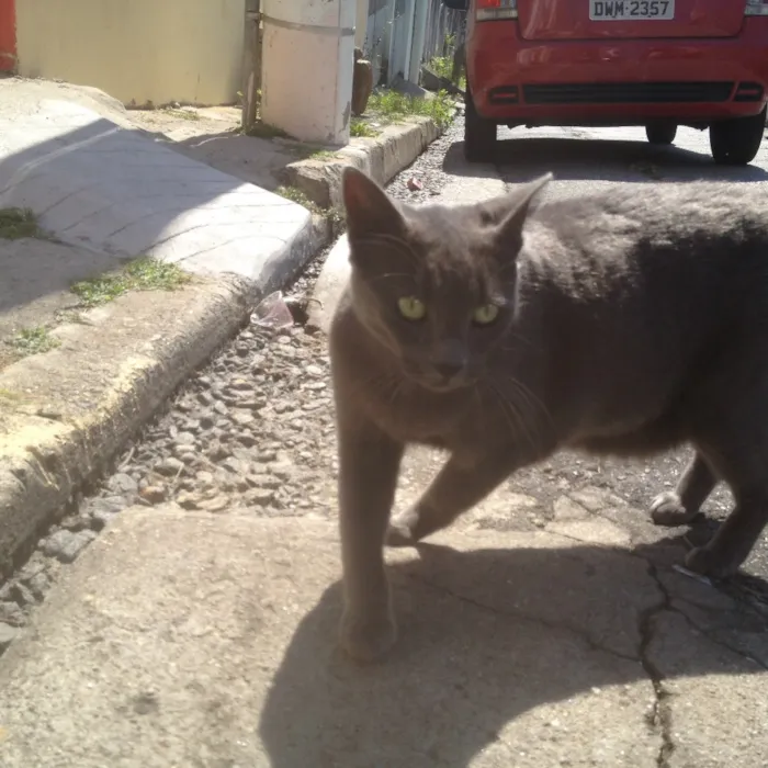 Gato ra a SRD  idade  nome Charlene