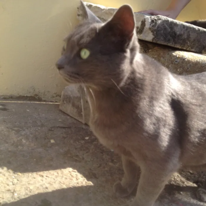 Gato ra a SRD  idade  nome Charlene