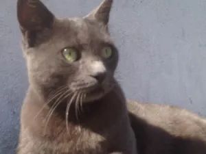 Gato raça SRD  idade  nome Charlene