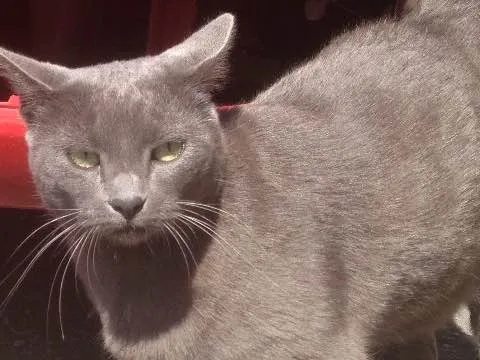 Gato ra a SRD  idade  nome Charlene