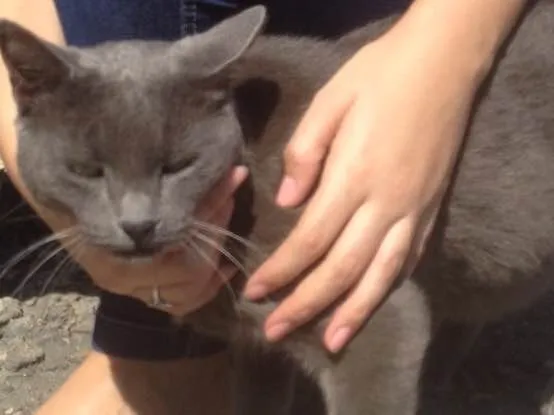 Gato ra a SRD  idade  nome Charlene