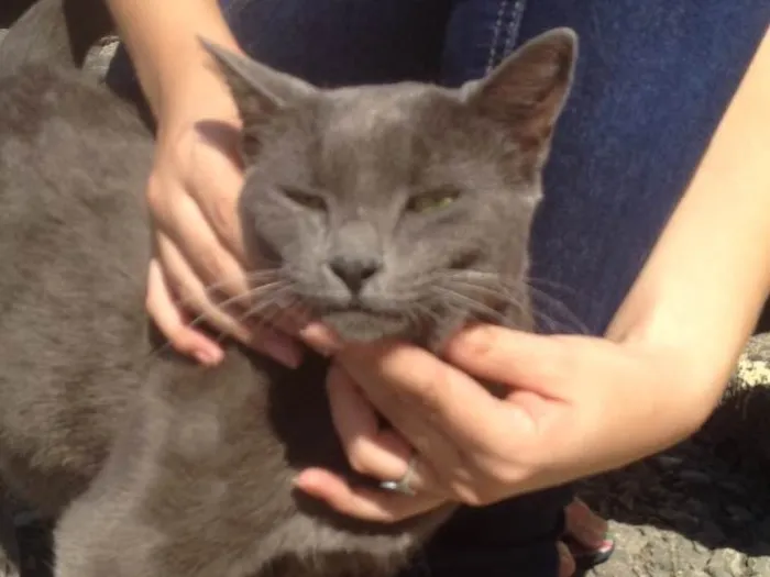 Gato ra a SRD  idade  nome Charlene
