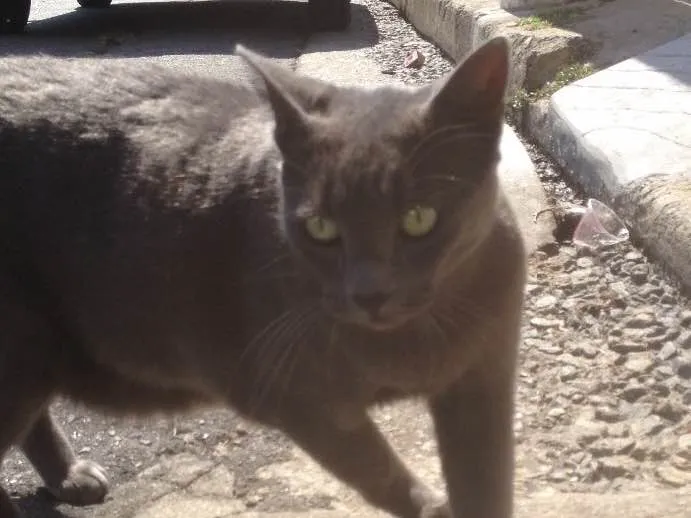 Gato ra a SRD  idade  nome Charlene