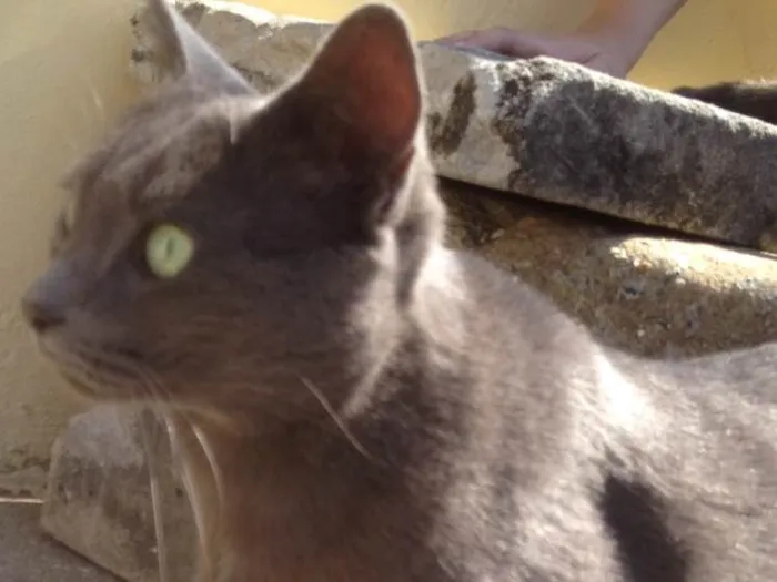 Gato ra a SRD  idade  nome Charlene