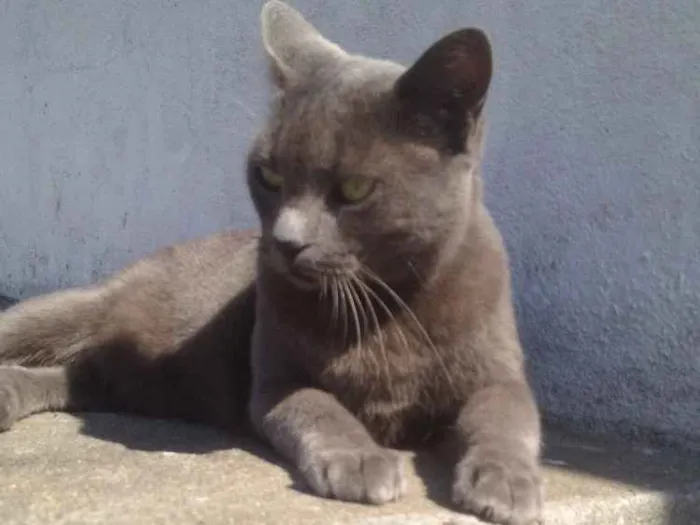 Gato ra a SRD  idade  nome Charlene