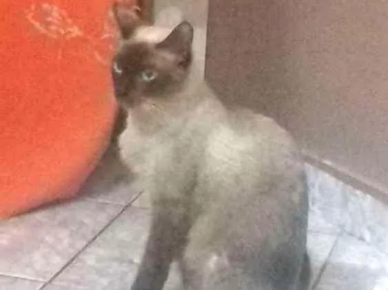 Gato ra a Siamês  idade 7 a 11 meses nome Marry