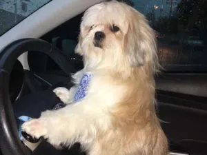 Cachorro raça shih tzu idade 3 anos nome strot