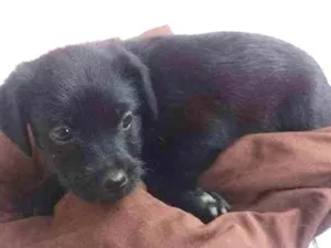 Cachorro raça Desconhecida idade Abaixo de 2 meses nome Sem nome
