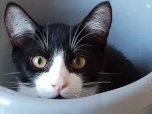 Gato raça Frajola idade 7 a 11 meses nome Tristan